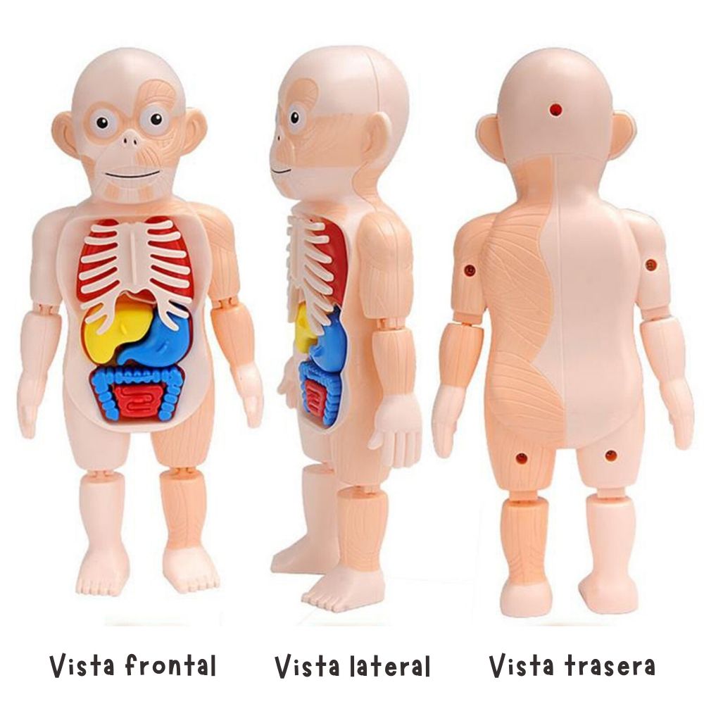 ¡JUGUETE CUERPO HUMANO!