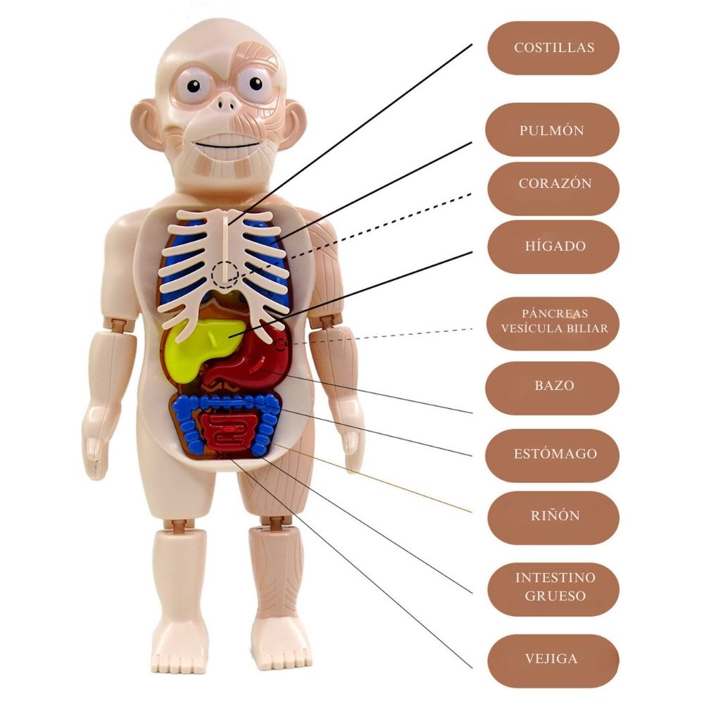 ¡JUGUETE CUERPO HUMANO!