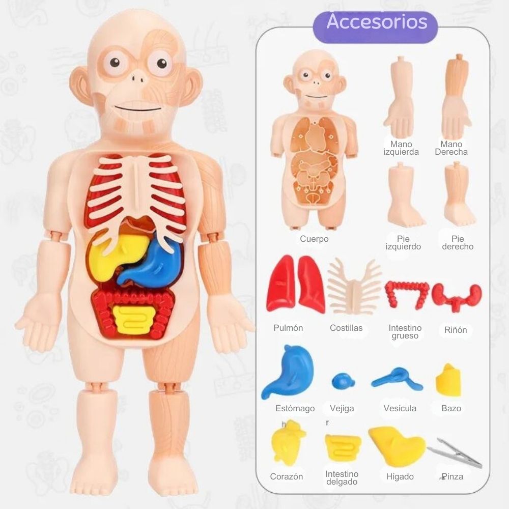 ¡JUGUETE CUERPO HUMANO!