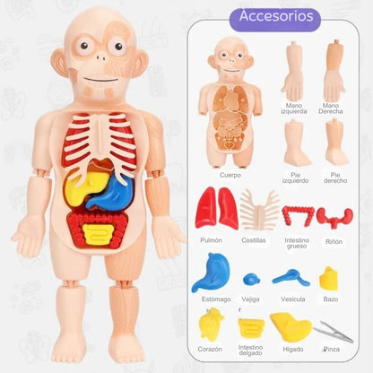 ¡JUGUETE CUERPO HUMANO!