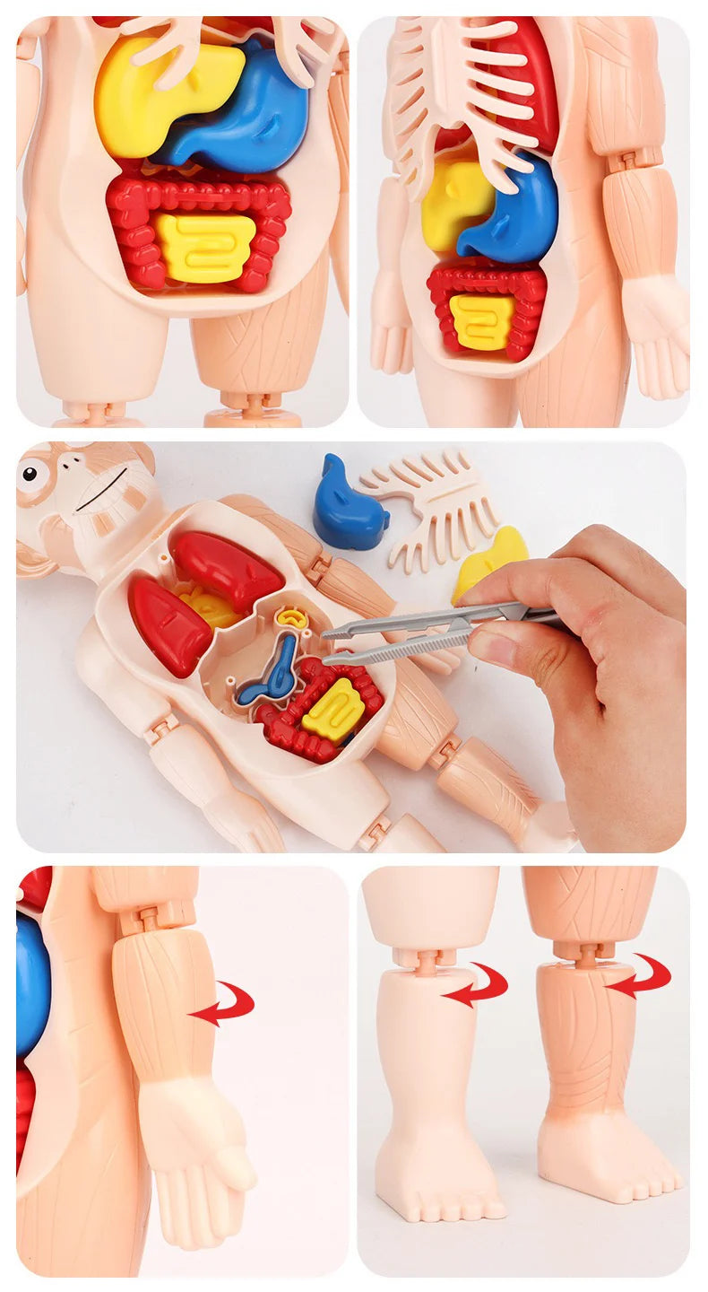 ¡JUGUETE CUERPO HUMANO!