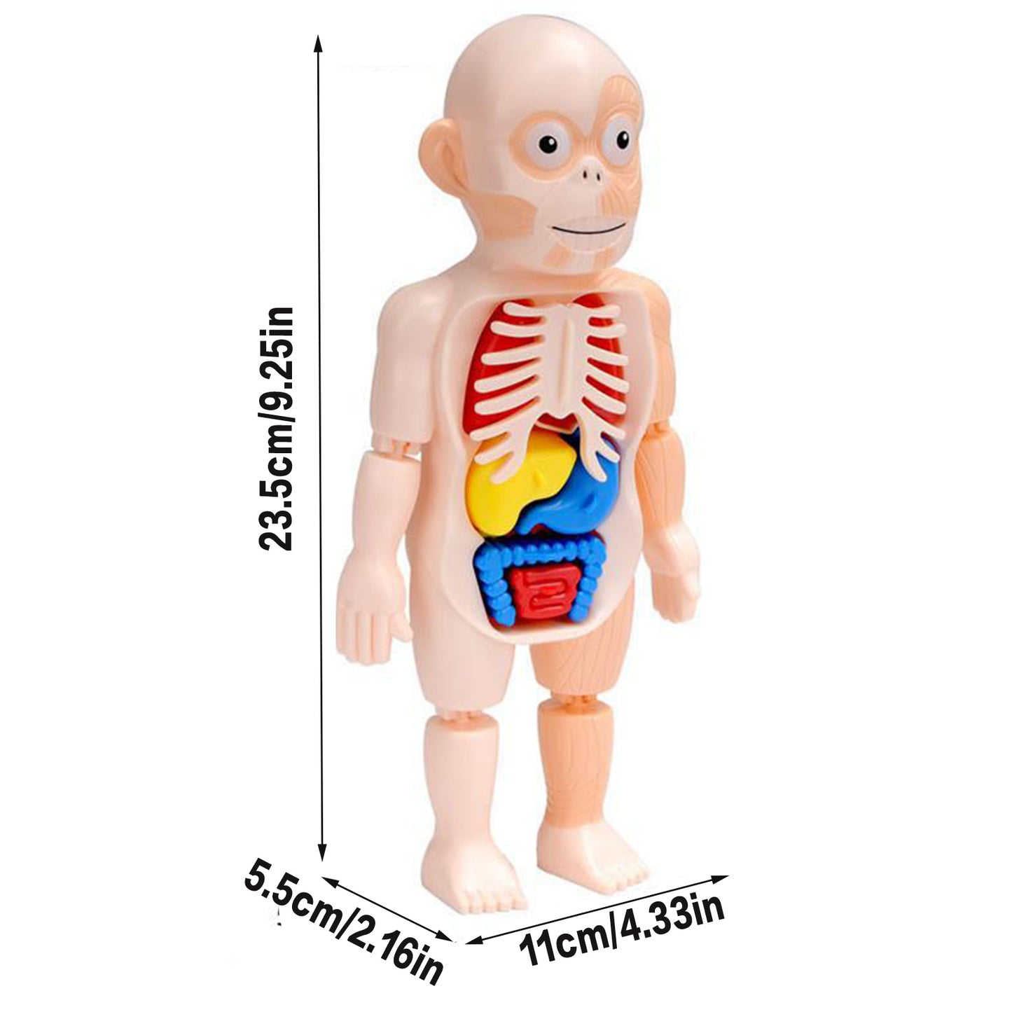 ¡JUGUETE CUERPO HUMANO!